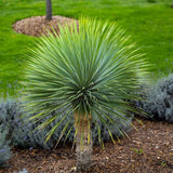Yucca Albastra Rostrata Sapphire Skies, frunze indelungite albastre, planta decorativa rezistenta la ger, ideala pentru gradini mediteraneene si rocarii