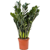 Planta Norocului (Zamioculcas Zamiifolia) Super Nova, 70 cm, 10  tulpini/ghiveci, planta de apartament cu frunze suculente, rezistent umbra, rezistenta, udare rara