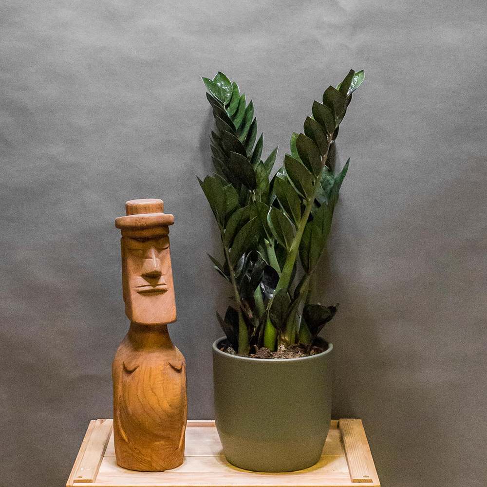 Planta Norocului (Zamioculcas Zamiifolia) Super Nova, 70 cm, 10  tulpini/ghiveci, planta de apartament cu frunze suculente, rezistent umbra, rezistenta, udare rara