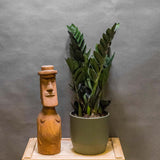 Planta Norocului (Zamioculcas Zamiifolia) Super Nova, 70 cm, 10  tulpini/ghiveci, planta de apartament cu frunze suculente, rezistent umbra, rezistenta, udare rara