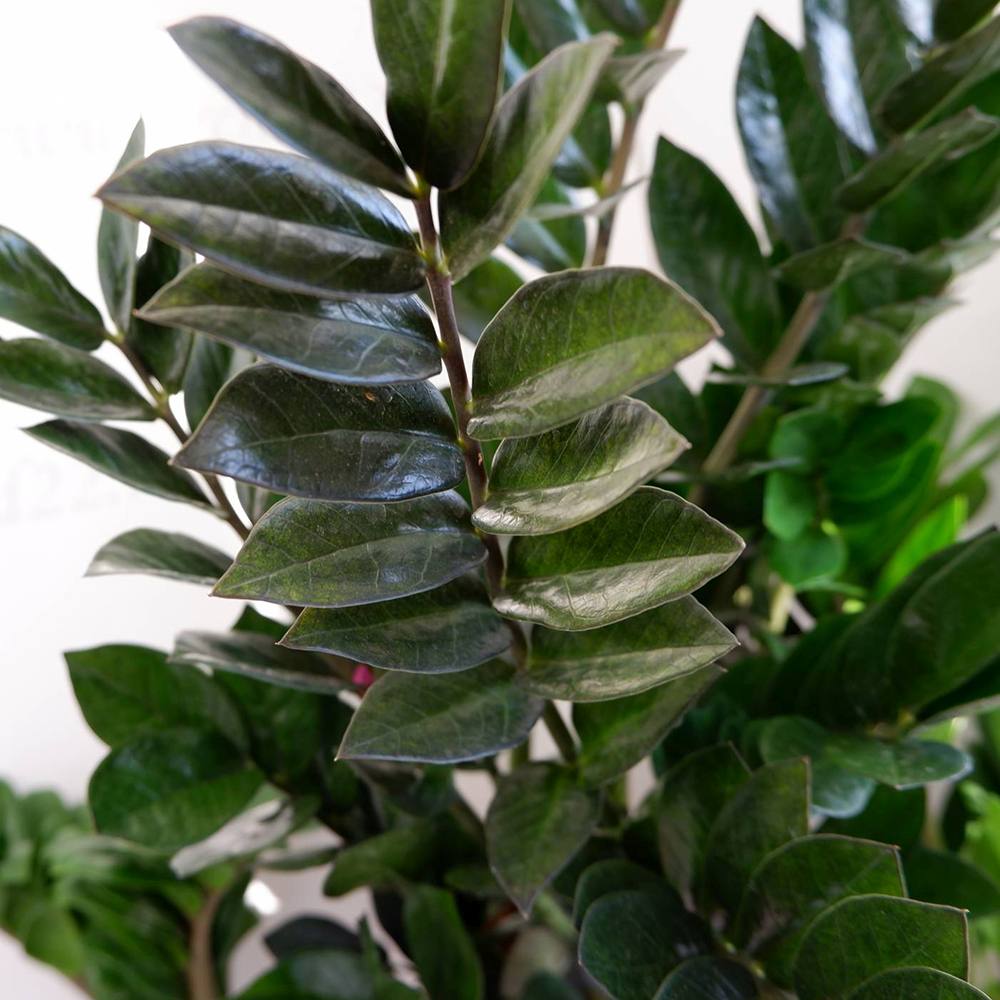 Planta Norocului (Zamioculcas Zamiifolia) Super Nova, 70 cm, 10  tulpini/ghiveci, planta de apartament cu frunze suculente, rezistent umbra, rezistenta, udare rara