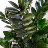 Planta Norocului (Zamioculcas Zamiifolia) Super Nova, 70 cm, 10  tulpini/ghiveci, planta de apartament cu frunze suculente, rezistent umbra, rezistenta, udare rara