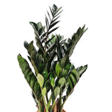 Planta Norocului (Zamioculcas Zamiifolia) Super Nova, 70 cm, 10  tulpini/ghiveci, planta de apartament cu frunze suculente, rezistent umbra, rezistenta, udare rara