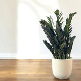 Planta Norocului (Zamioculcas Zamiifolia) Super Nova, 70 cm, 10  tulpini/ghiveci, planta de apartament cu frunze suculente, rezistent umbra, rezistenta, udare rara