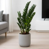 Planta Norocului (Zamioculcas Zamiifolia) Super Nova, 70 cm, 10  tulpini/ghiveci, planta de apartament cu frunze suculente, rezistent umbra, rezistenta, udare rara
