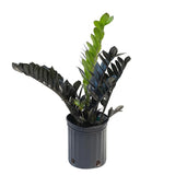 Planta Norocului (Zamioculcas Zamiifolia) Raven, 3  tulpini/ghiveci, planta de apartament cu frunze negre lucioase, rezistenta umbra, udare rara - 50 cm