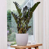 Planta Norocului (Zamioculcas Zamiifolia) Raven, 3  tulpini/ghiveci, planta de apartament cu frunze negre lucioase, rezistenta umbra, udare rara - 70 cm