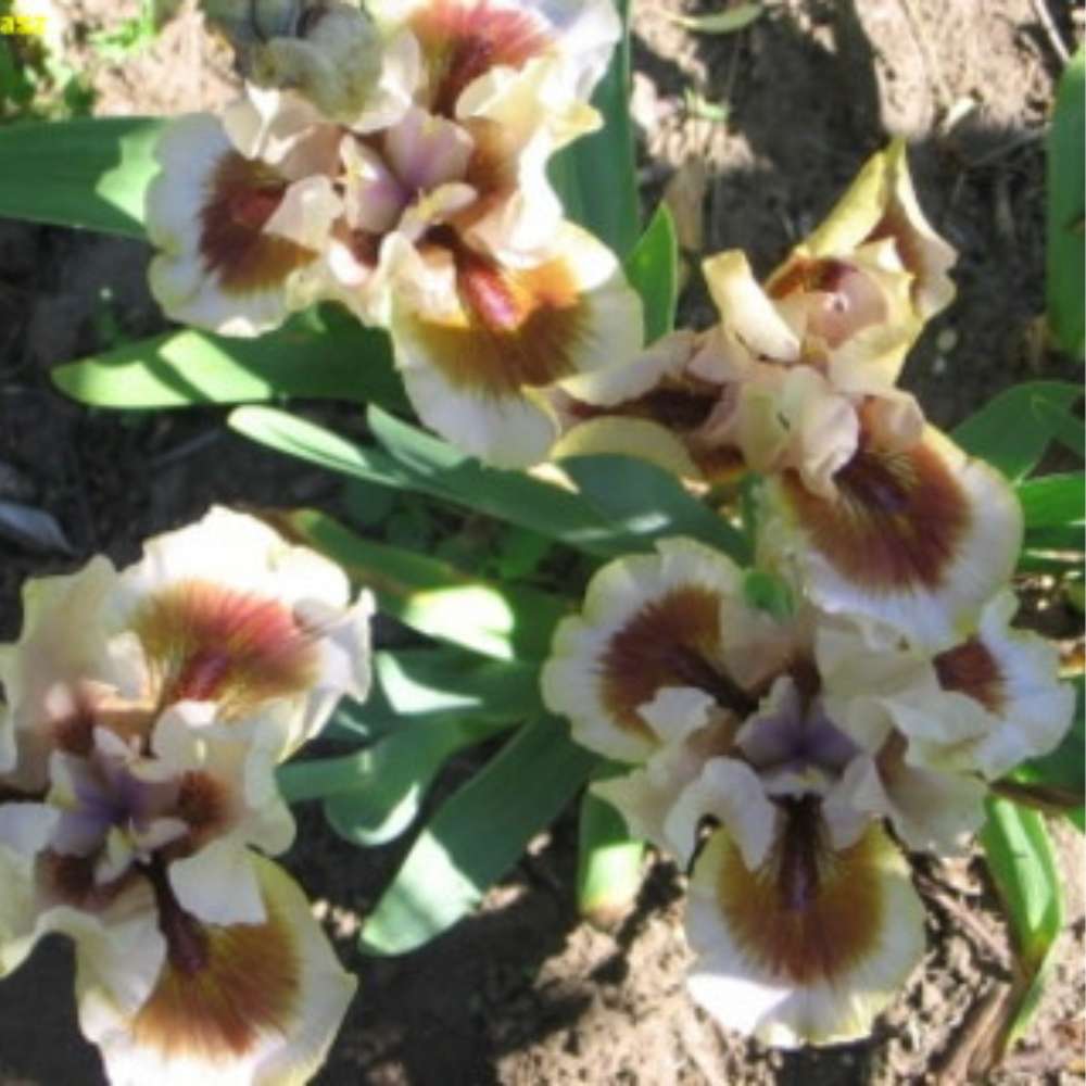 Iris Germanica (Stanjenel) Zing Me, cu flori flori galben crem cu bordo parfumate, crestere rapida, bulb plantat In ghiveci