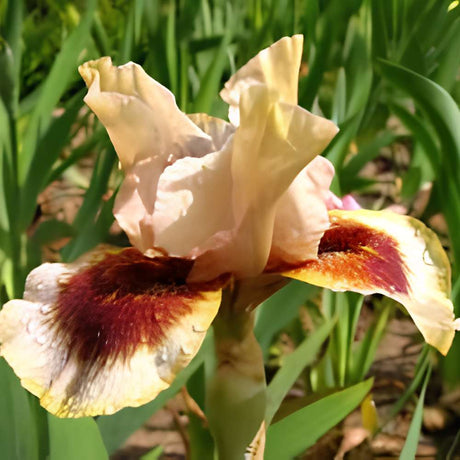 Iris Germanica (Stanjenel) Zing Me, cu flori flori galben crem cu bordo parfumate, crestere rapida, bulb plantat In ghiveci