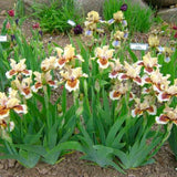 Iris Germanica (Stanjenel) Zing Me, cu flori flori galben crem cu bordo parfumate, crestere rapida, bulb plantat In ghiveci