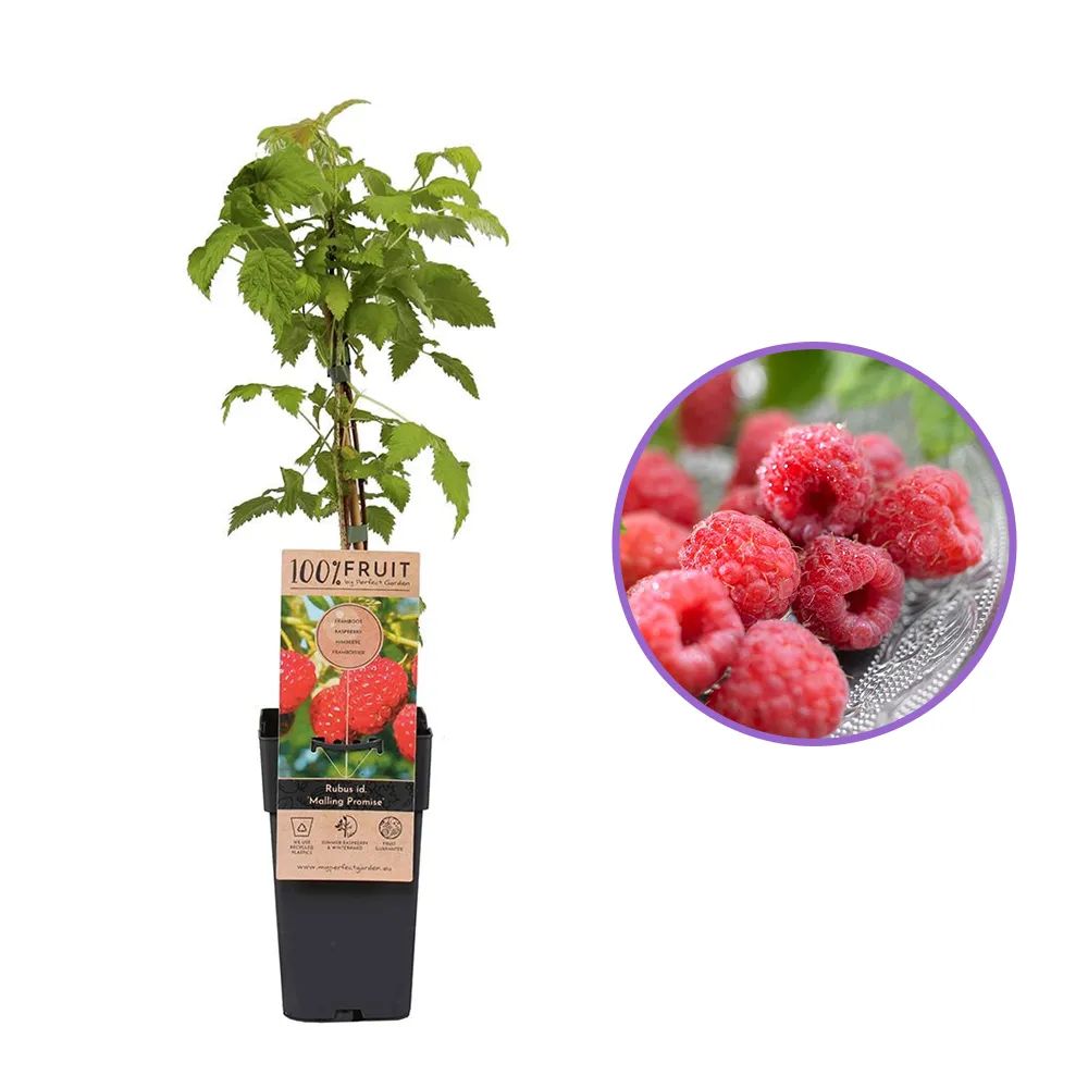 Zmeura timpurie Malling Promise cu productie ridicata si gust aromat, an 1 pe rod