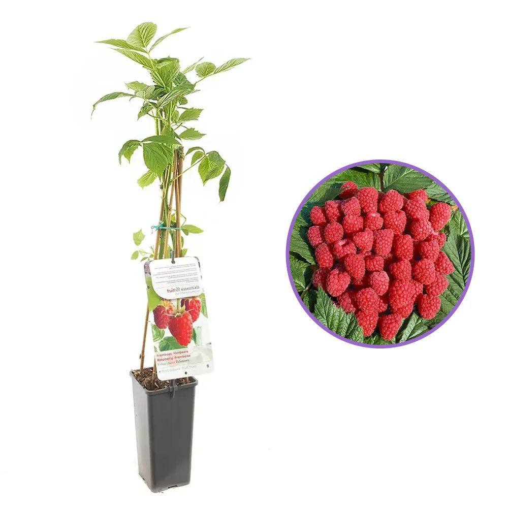 Zmeura Tulameen cu fructe mari si gust deosebit, ideala pentru consum proaspat, an 1 pe rod