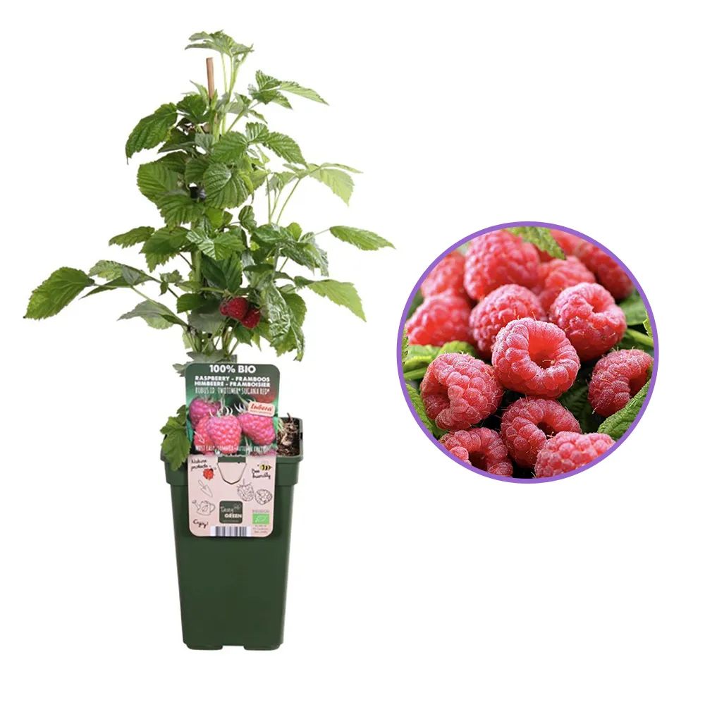 Zmeura remontanta rosie curgatoare Sugana Red timpurie si foarte productiva, an 1 pe rod