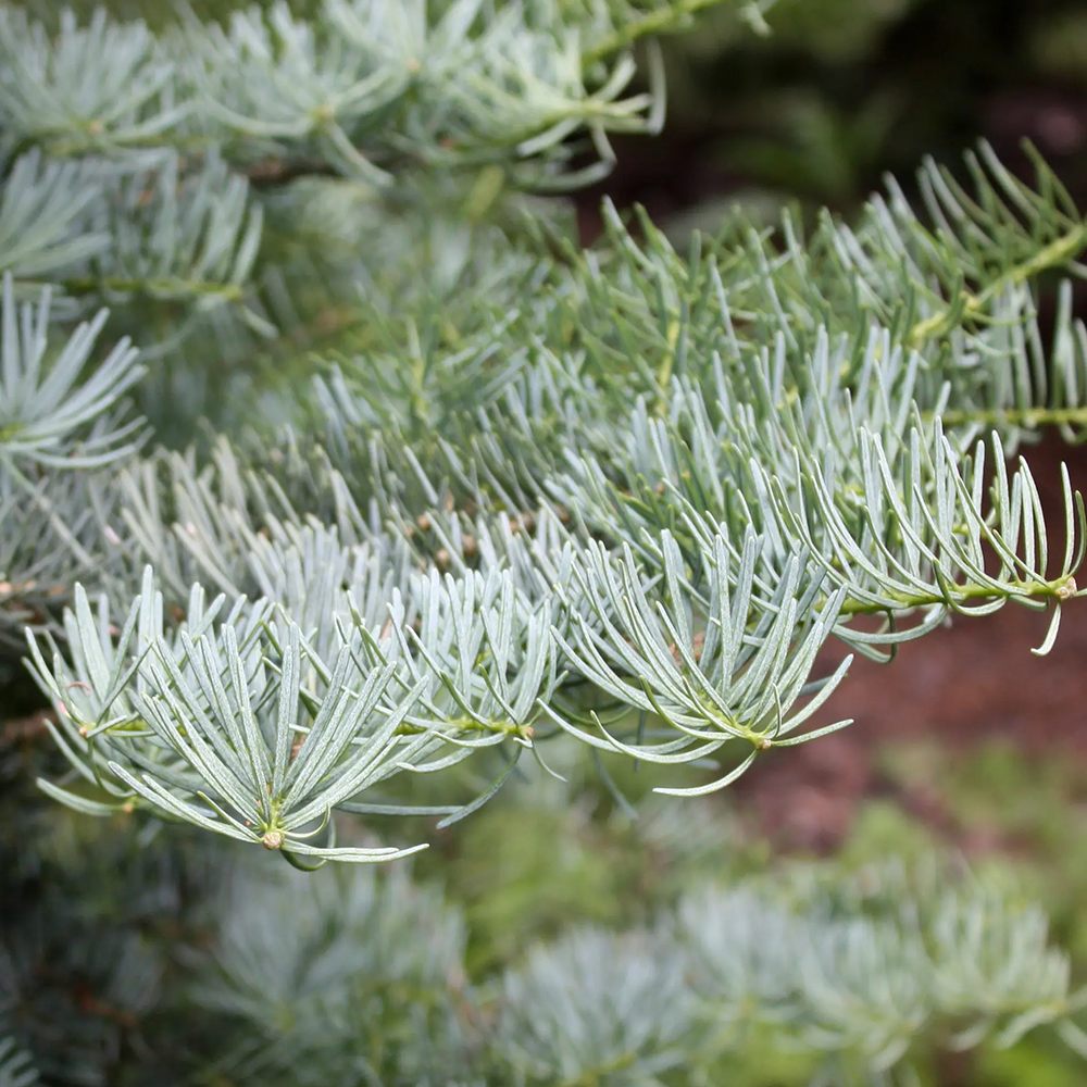 Brad Alb Pitic Archer's Dwarf (Abies Concolor), cu ace verzi-albastrui