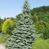 Brad Alb Pitic Archer's Dwarf (Abies Concolor), cu ace verzi-albastrui