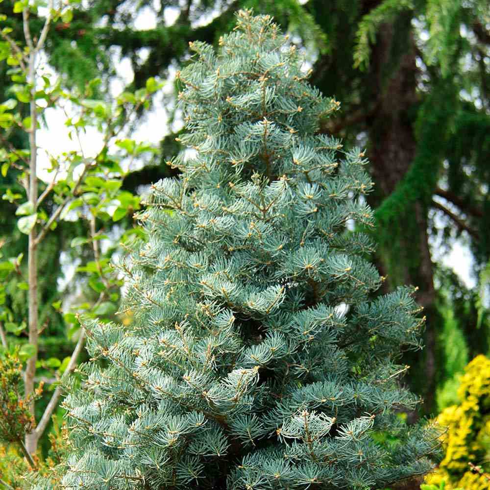 Brad Alb Pitic Archer's Dwarf (Abies Concolor), cu ace verzi-albastrui