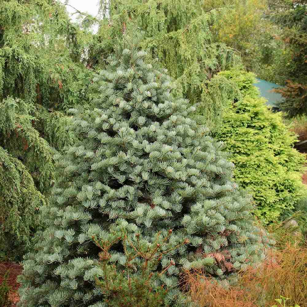 Brad Alb Pitic Archer's Dwarf (Abies Concolor), cu ace verzi-albastrui