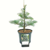 Brad Alb Pitic Archer's Dwarf (Abies Concolor), cu ace verzi-albastrui