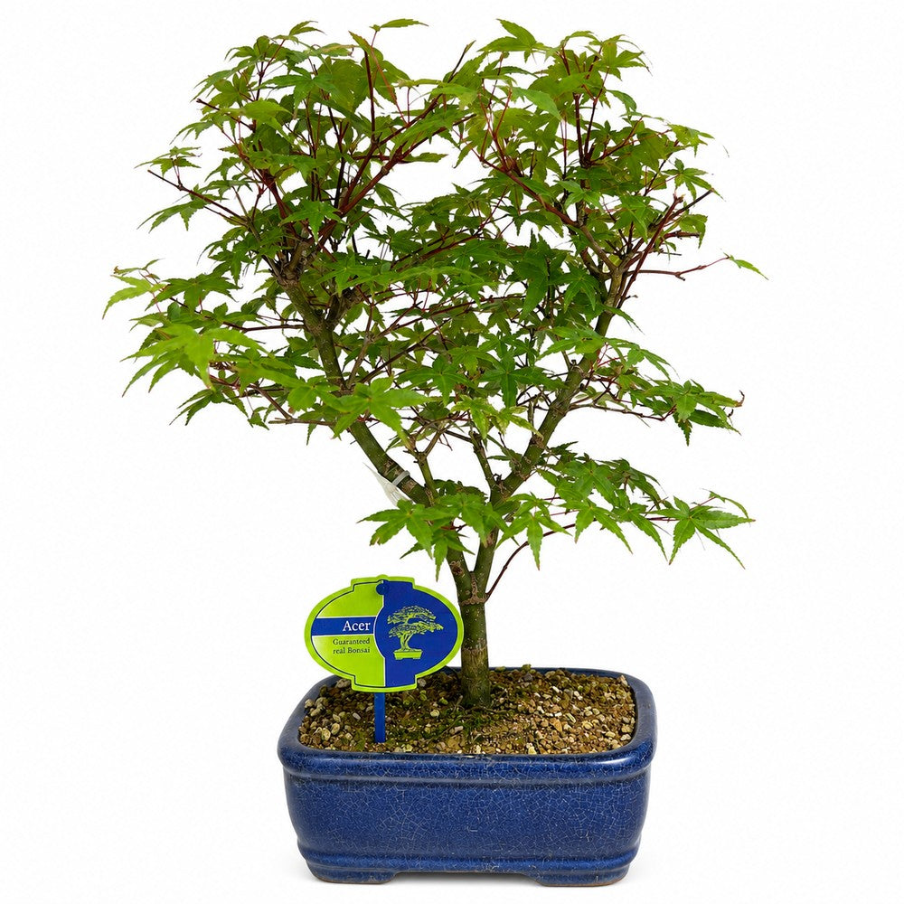 Aranjament Bonsai Zen cu Artar Japonez Rosu Deshojo, 35 cm, bonsai mini copac cu frunzis rosu, cadou perfect