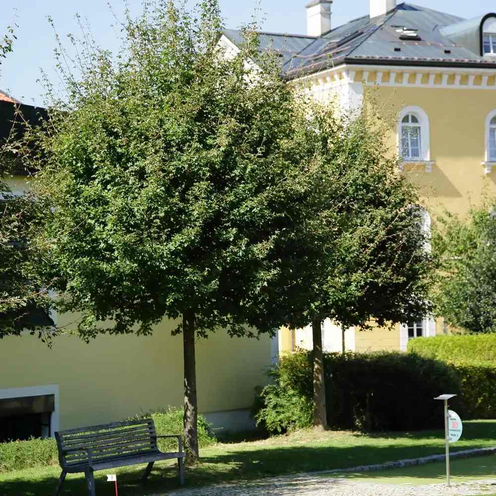 Paltin de Camp Elsrijk (Acer Campestre), artar autohton columnar, rezistent la poluare urbana, ideal pentru strazi, bulevarde, cartiere rezidentiale