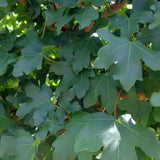Paltin de Camp Elsrijk (Acer Campestre), artar autohton columnar, rezistent la poluare urbana, ideal pentru strazi, bulevarde, cartiere rezidentiale