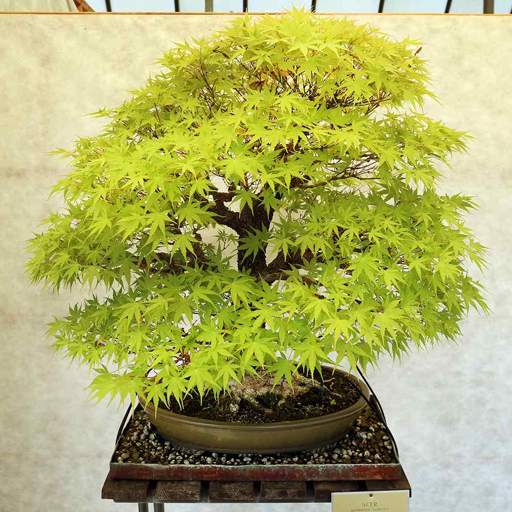 Artar Japonez Pitic Arakawa Rosu, bonsai in devenire, pentru incepatori, frunzis rosu intens toamna