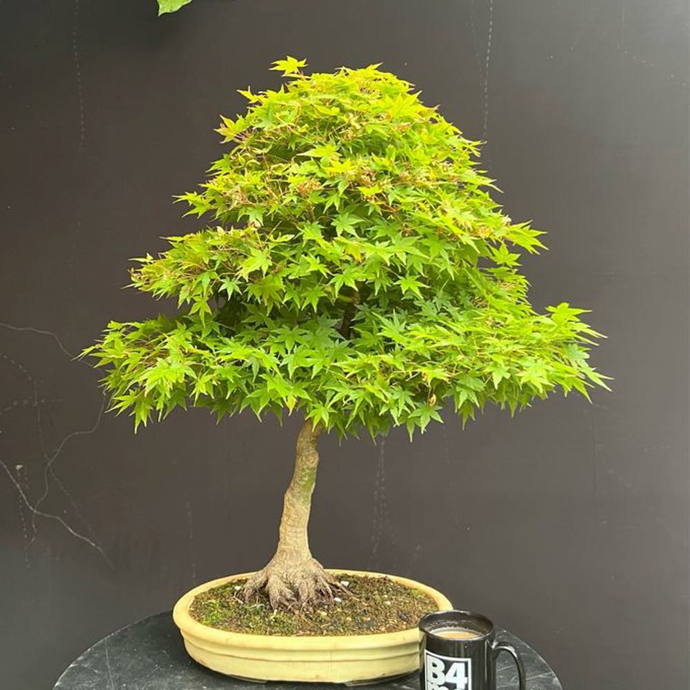 Artar Japonez Pitic Arakawa Rosu, bonsai in devenire, pentru incepatori, frunzis rosu intens toamna