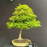 Artar Japonez Pitic Arakawa Rosu, bonsai in devenire, pentru incepatori, frunzis rosu intens toamna