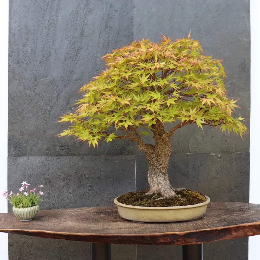 Artar Japonez Pitic Arakawa Rosu, bonsai in devenire, pentru incepatori, frunzis rosu intens toamna