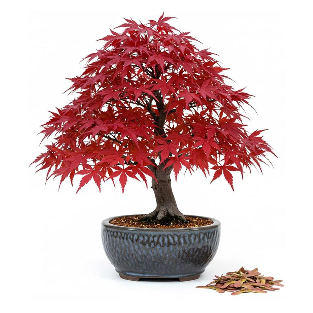Artar Japonez Pitic Arakawa Rosu, bonsai in devenire, pentru incepatori, frunzis rosu intens toamna