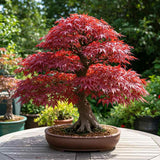 Artar Japonez Pitic Arakawa Rosu, bonsai in devenire, pentru incepatori, frunzis rosu intens toamna