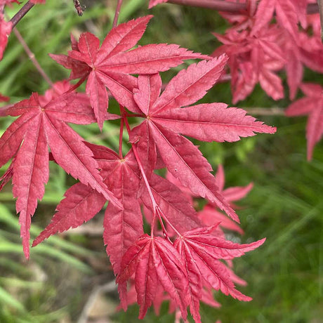 Artar Japonez Rosu Deshojo, compact, frunze rosu aprins primavara, perfect pentru bonsai, joc de culori spectaculos in 3 anotimpuri