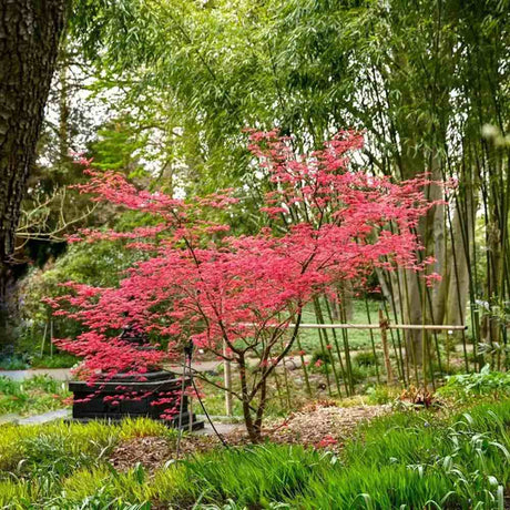Artar Japonez Rosu Deshojo, compact, frunze rosu aprins primavara, perfect pentru bonsai