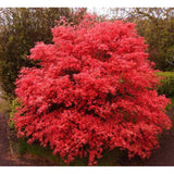 Artar Japonez Rosu Deshojo, compact, frunze rosu aprins primavara, perfect pentru bonsai