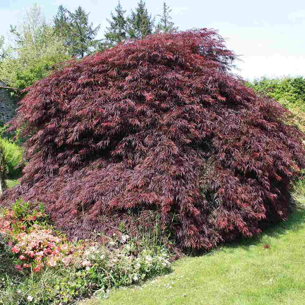 Artar Japonez Rosu Pitic Garnet, cu frunzis rosu aprins, decor spectaculos, cu textura dantelata