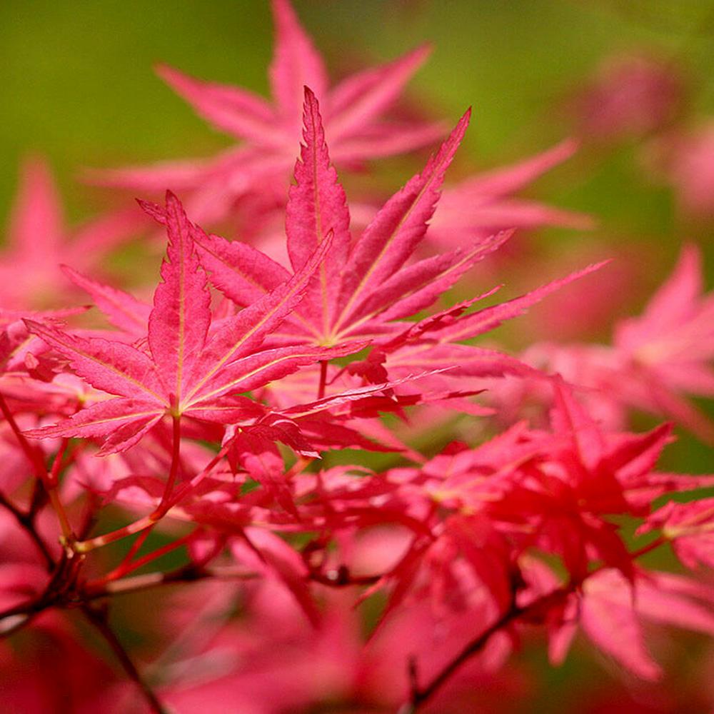 Artar Japonez Rosu (Acer palmatum) Shin-deshojo, cu frunze rosii decorativ rezistent la frig, ideal pentur bonsai, joc de culori spectaculos in 3 anotimpuri