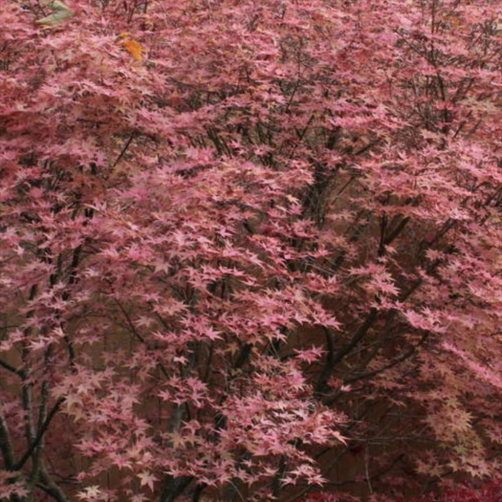 Artar Japonez Rosu (Acer palmatum) Shin-deshojo, cu frunze rosii decorativ rezistent la frig, ideal pentur bonsai, joc de culori spectaculos in 3 anotimpuri