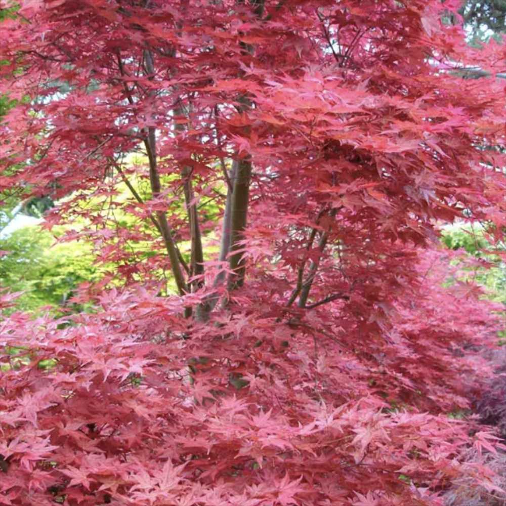 Artar Japonez Rosu (Acer palmatum) Shin-deshojo, cu frunze rosii decorativ rezistent la frig, ideal pentur bonsai, joc de culori spectaculos in 3 anotimpuri