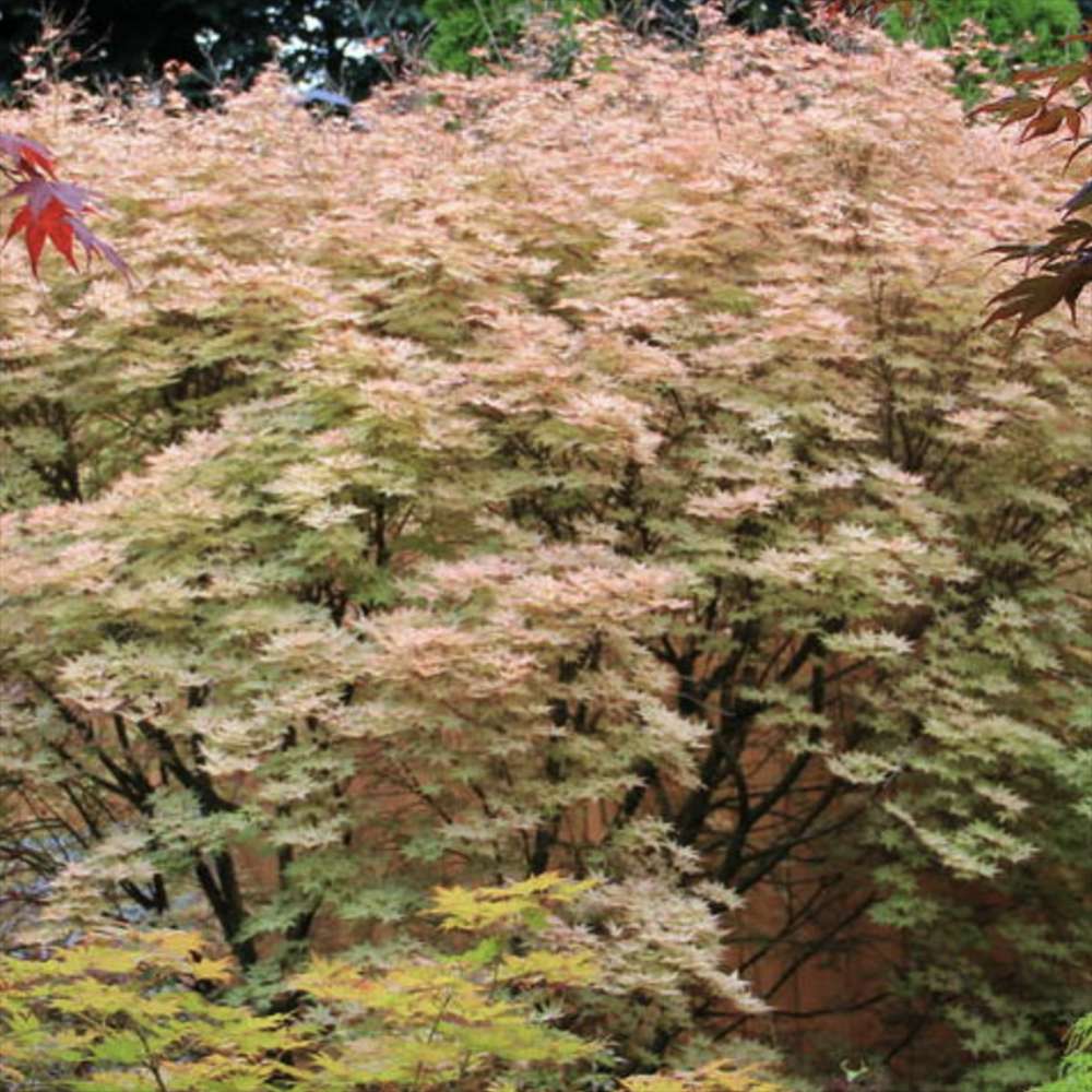 Artar Japonez Rosu (Acer palmatum) Shin-deshojo, cu frunze rosii decorativ rezistent la frig, ideal pentur bonsai, joc de culori spectaculos in 3 anotimpuri