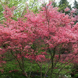 Artar Japonez Rosu (Acer palmatum) Shin-deshojo, cu frunze rosii decorativ rezistent la frig, ideal pentur bonsai, joc de culori spectaculos in 3 anotimpuri