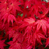 Artar Japonez Rosu (Acer palmatum) Shin-deshojo, cu frunze rosii decorativ rezistent la frig, ideal pentur bonsai, joc de culori spectaculos in 3 anotimpuri