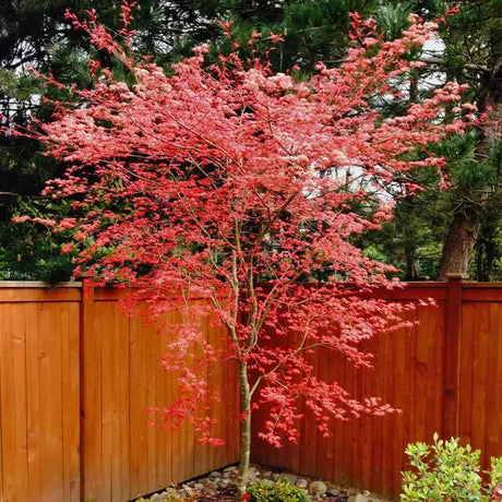 Artar Japonez Rosu (Acer palmatum) Shin-deshojo, cu frunze rosii decorativ rezistent la frig, ideal pentur bonsai, joc de culori spectaculos in 3 anotimpuri