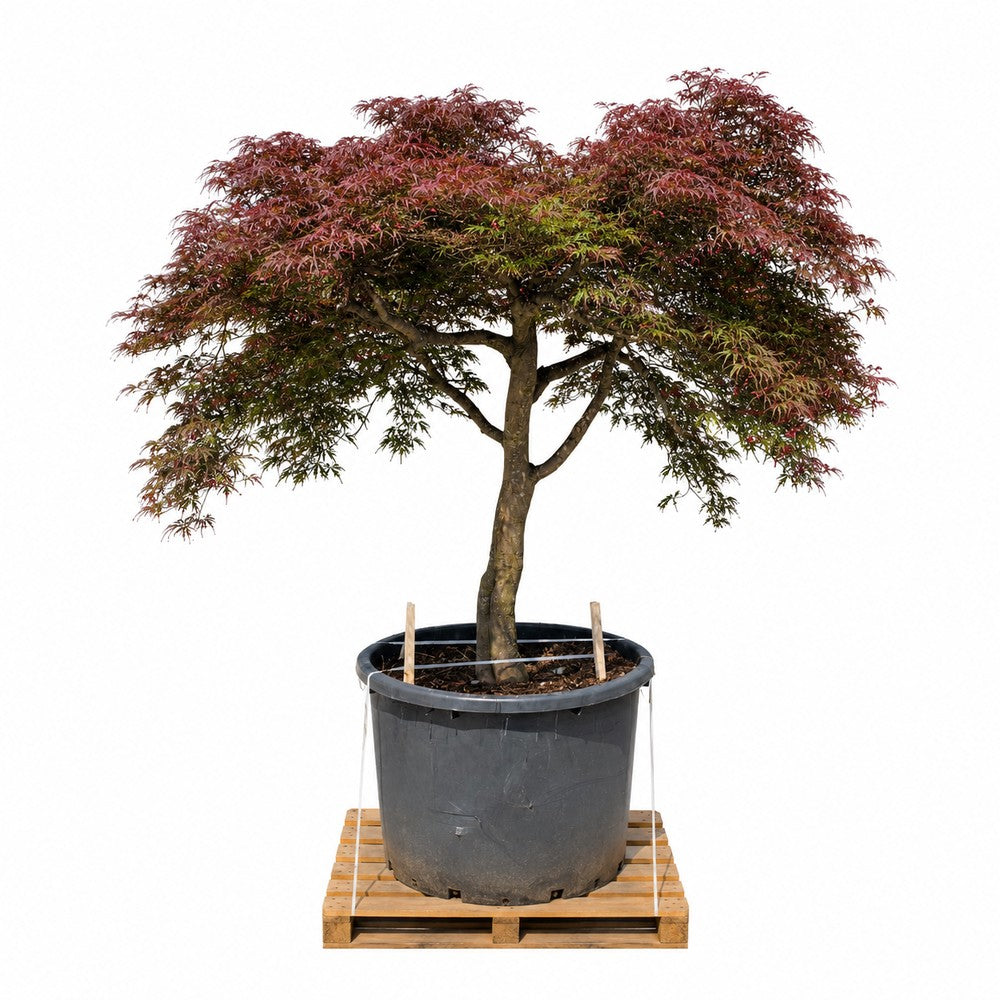 Artar Japonez Rosu Pitic Garnet, varsta 25 ani, calitate premium, cu frunzis rosu aprins, decor spectaculos, cu textura dantelata