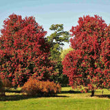 Artar Rosu October Glory (Acer Rubrum), cu frunzis rosu intens de toamna, crestere rapida, coroana densa