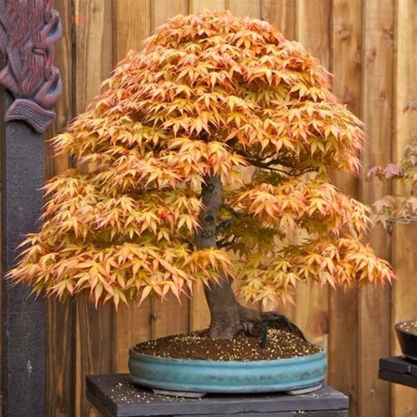 Aranjament Bonsai cu Artar Japonez Pitic Katsura, cu frunzis portocaliu-caramel toamna, joc de culori