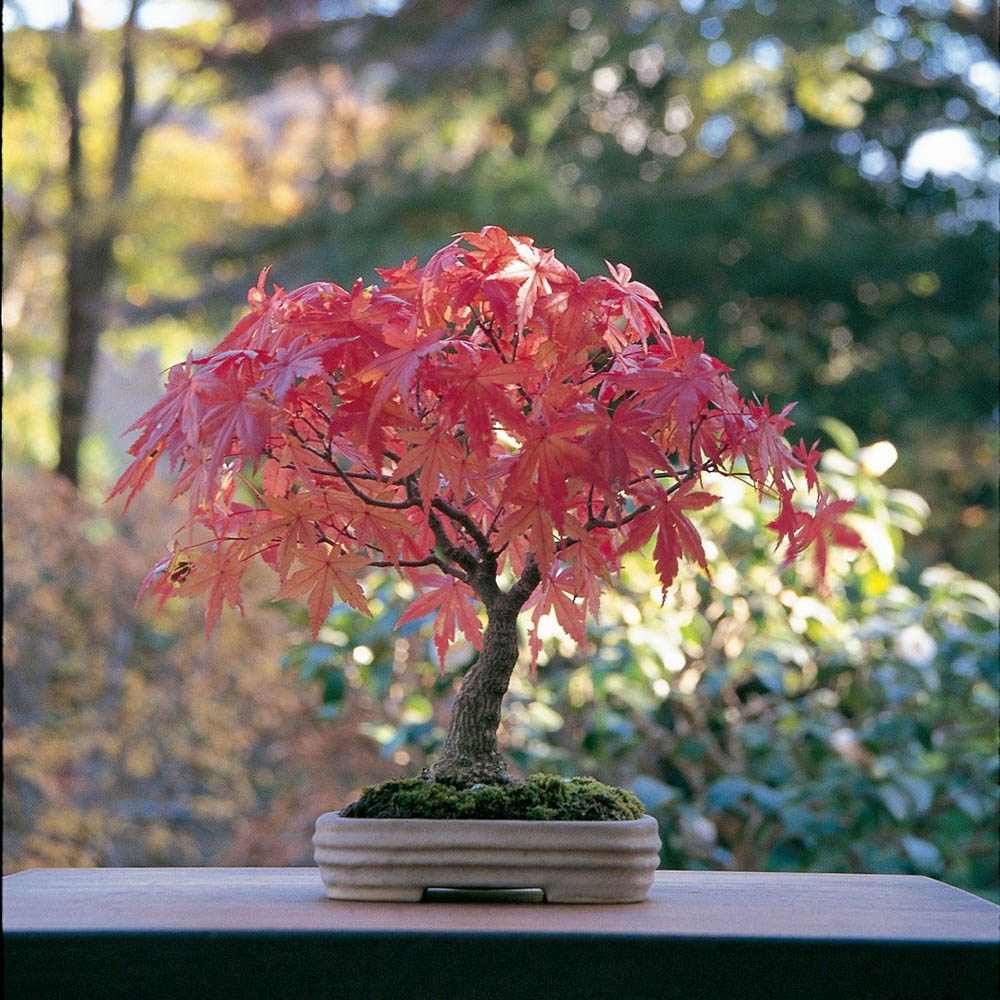 Aranjament Bonsai Zen cu Artar Japonez Rosu Deshojo, bonsai mini copac cu frunzis rosu, cadou perfect