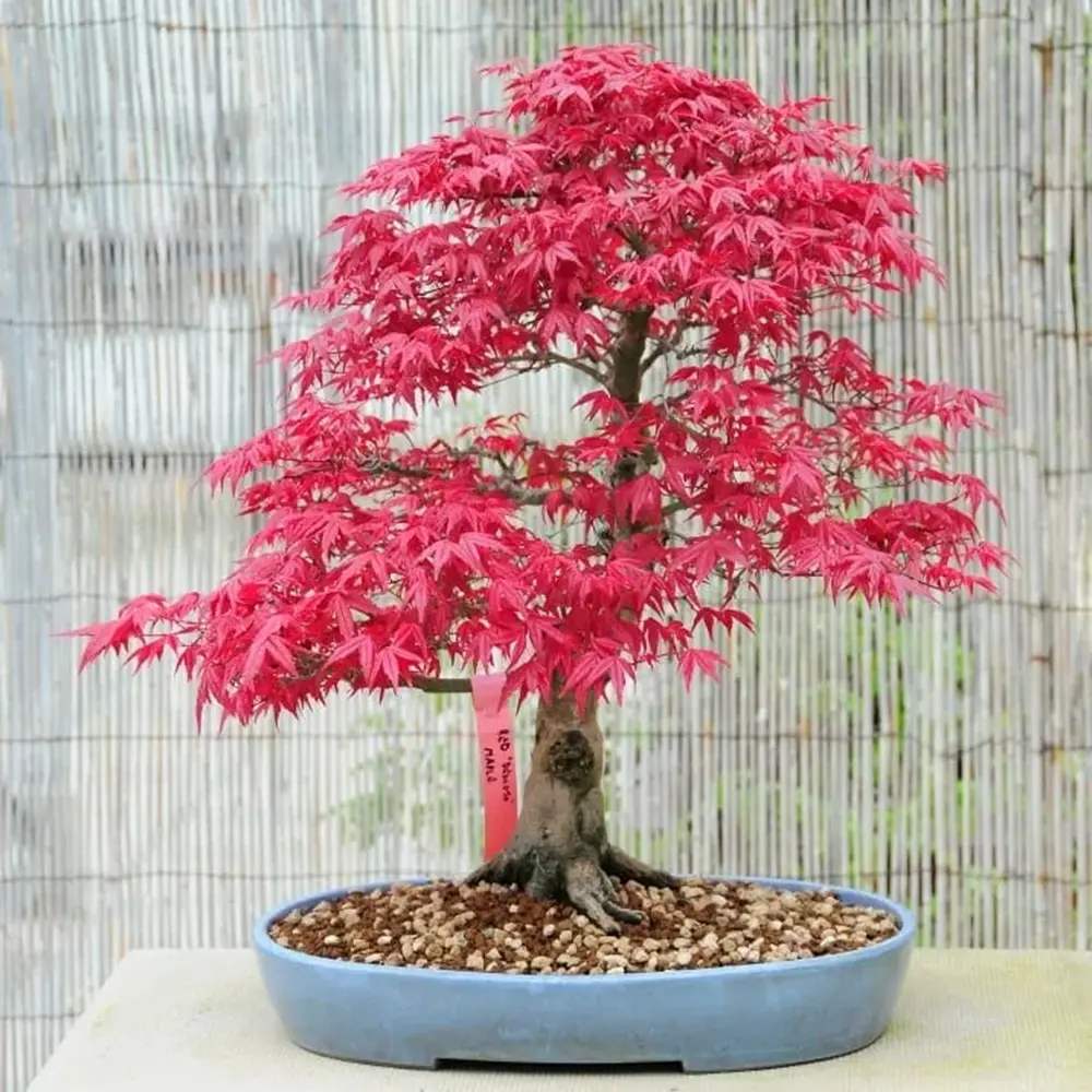 Aranjament Bonsai Zen cu Artar Japonez Rosu Deshojo, bonsai mini copac cu frunzis rosu, cadou perfect