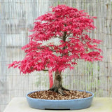Aranjament Bonsai Zen cu Artar Japonez Rosu Deshojo, bonsai mini copac cu frunzis rosu, cadou perfect