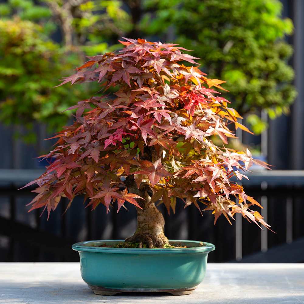 Aranjament Bonsai Zen cu Artar Japonez Rosu Deshojo, bonsai mini copac cu frunzis rosu, cadou perfect