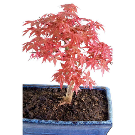 Aranjament Bonsai Zen cu Artar Japonez Rosu Deshojo, bonsai mini copac cu frunzis rosu, cadou perfect